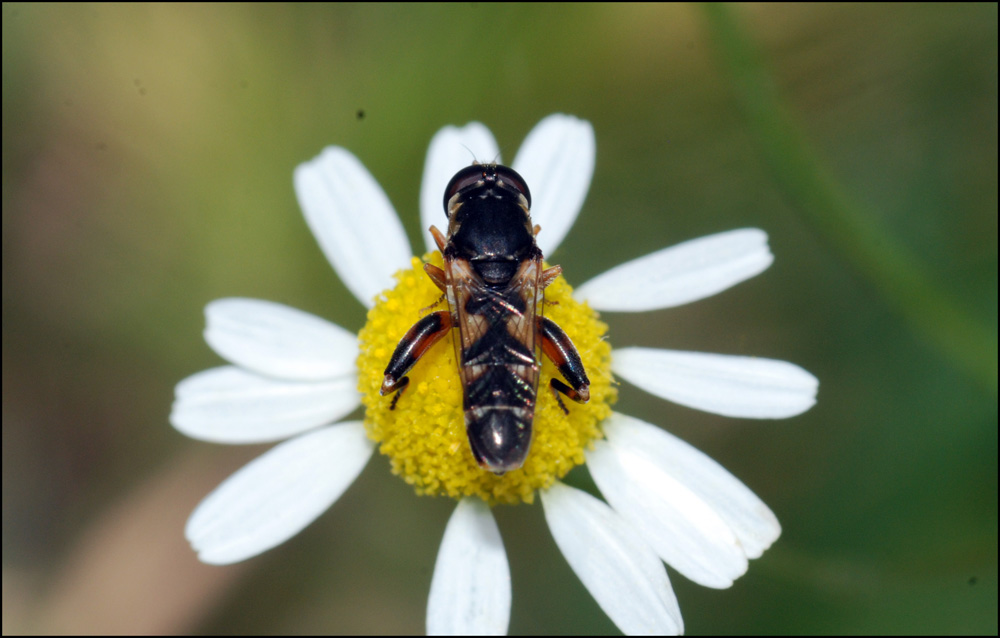 Syritta pipiens (Syrphidae)